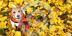 Dog sitting in the autumn leaves, fall or winter flu background