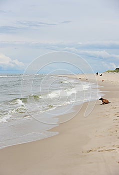 a dog sitting on a beach by the Baltic Sea