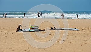 dog sitting on the beach next to surfboards on the sand