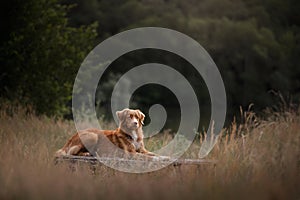 The dog is sitting on the bench. Pet in nature. Autumn mood. Nova Scotia Duck Tolling Retriever