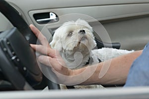 Dog sitting in a car