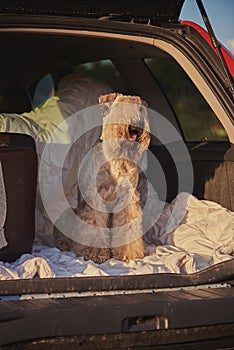 dog sitting in car trunk with luggage