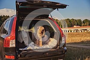 dog sitting in car trunk with luggage