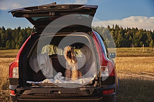 dog sitting in car trunk with luggage