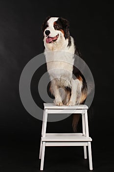 Dog sitting on chair