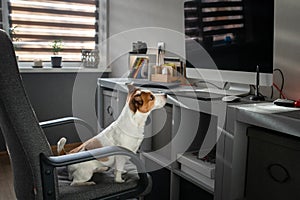 The dog is sitting on a chair at the computer. Clever Jack Russell Terrier