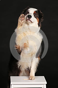 Dog sitting on chair and lifting paw