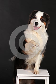 Dog sitting on chair and lifting paw