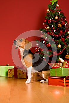 Dog sitting by Christmas tree