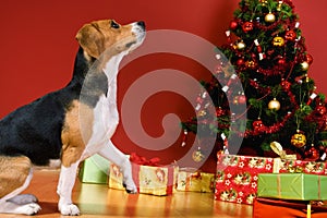 Dog sitting by Christmas tree