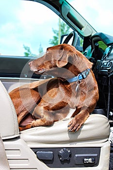 A dog sitting comfortably in the front seat of a truck