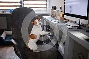 Dog is sitting at a computer chair. Pet at the office. Jack Russell Terrier at the desk