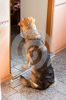 The dog is sitting in the corridor and looking into the kitchen, waiting for dinner