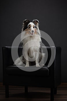 Dog is sitting on a couch at home. sheltie on the background of the wall on the armchair.