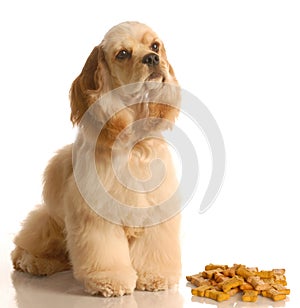 Dog sitting with dog bones