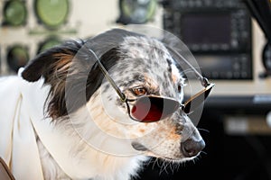 Dog sitting down wearing sunglasses and scarf in cockpit