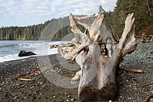 Dog sitting driftwood log on beach