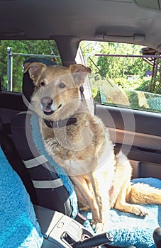 Dog is sitting beside driver in the car