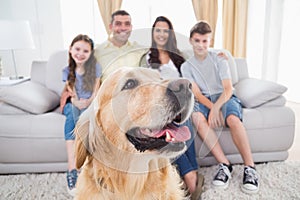 Il cane famiglia sul 