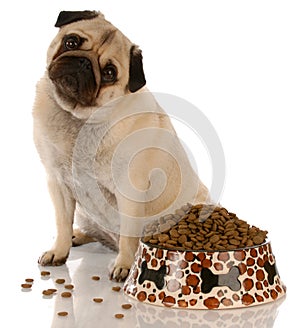 Dog sitting at food dish