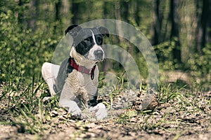 Dog sitting on fresh grass in a forest