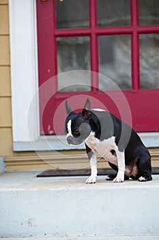 Dog sitting on front porch