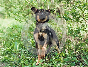 Dog sitting in the grass