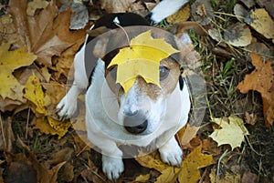 Dog sitting on the grass with maple leaf on his head