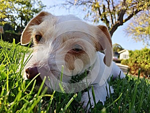 Dog sitting on grass