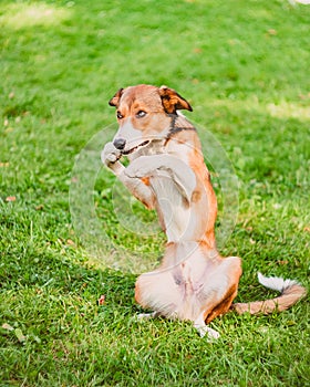 The dog is sitting on the grass vertically, holding its front paw, showing shame