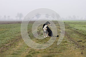 A dog sitting in a grassy field, appenzeller sennenhund