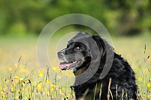 Dog sitting on a green grass