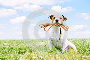 Dog sitting on green grass in field holding leash in mouth invites for long walk or hike