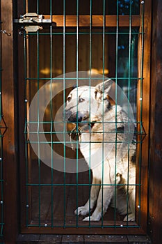Dog sitting in kennel outdoor kennel enclosure