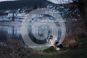 The dog is sitting by the lake. Australian Shepherd in nature. Pet walk