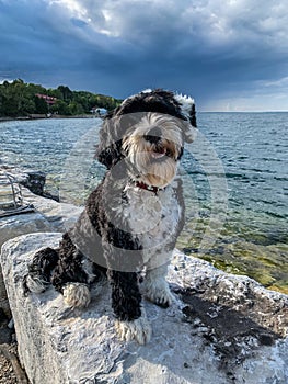 Dog sitting by the lake at Gore Bay, Manitoulin Island