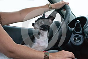 Dog sitting on the legs of the owner while she drive the car.