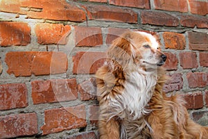 Dog sitting near brick wall. Closeup of a mix breed red dog or mongrel mutt. Homeless lonely animal to care