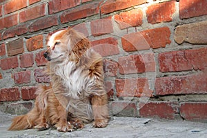 Dog sitting near brick wall. Closeup of a mix breed red dog or mongrel mutt. Homeless lonely animal to care