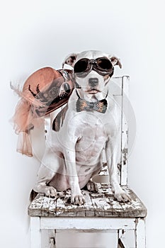 Dog Sitting on an Old Chair Wearing Goggles