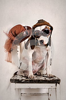 Dog Sitting on an Old Chair Wearing Goggles