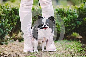 Dog sitting at owners feet. Close up of chihuahua dog. Chihuahua dog guards the owner. Female legs and little funny long hair dog