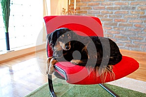 Dog sitting on red chair. Mixed breed dogs is resting.