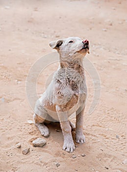 Dog sitting on a red sand