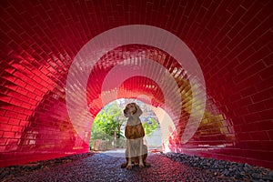 Dog sitting in red tunnel