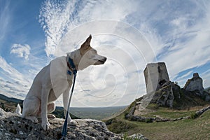 Dog sitting on a rock in a beautiful alpine background