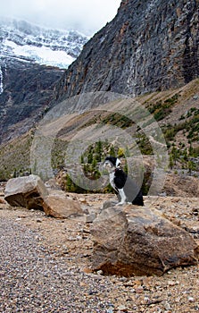 Dog sitting on a rock at Mount Edith Cavell