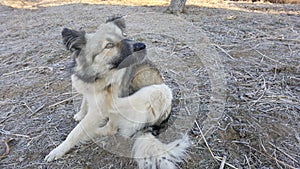 Dog sitting and scratching