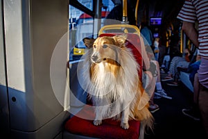 The dog sitting on the seat in the city public tram or bus.