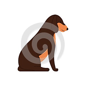 Dog sitting, side view of brown funny puppy companion